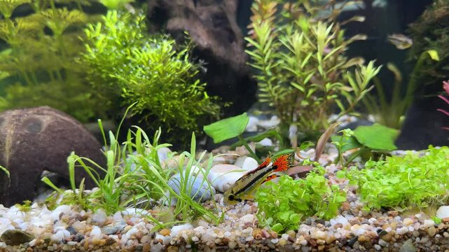 Apistogramma cacatuoides dwarf cichlid in aquarium during courtship 4K