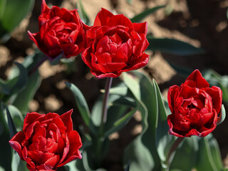 Four red princess tulips close up in focus, green leaves blurred