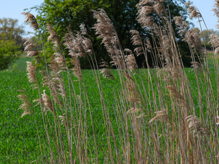 Ordinary reed, dry, in the middle of greenery, in the background trees and blue sky