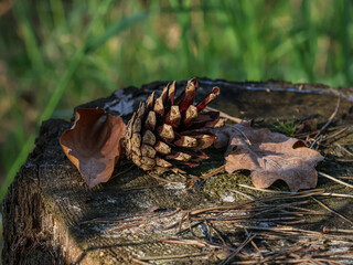 A dry pine cone lies on an old stump, as well as two dry leaves, close-up
