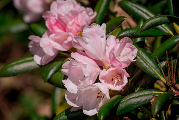 Beautiful rhododendrons spring  flowers in the park