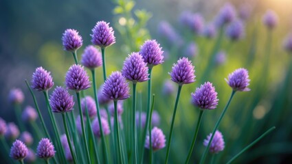 Obraz premium Vivid Flowering Chives with a Floral Garden Backdrop