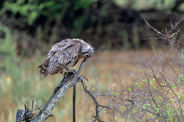 Verreaux's eagle-owl (Ketupa lactea), also commonly known as the milky eagle owl or giant eagle owl with his black mamba prey in Kruger National Park in South Africa