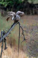 Verreaux's eagle-owl (Ketupa lactea), also commonly known as the milky eagle owl or giant eagle owl with his black mamba prey in Kruger National Park in South Africa