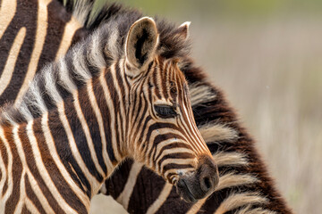 zebra  with foal (Equus burchelli) in the Kruger National Park in South Africa