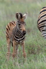 zebra  with foal (Equus burchelli) in the Kruger National Park in South Africa
