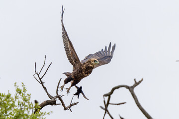 Juvenile bateleur (Terathopius ecaudatus) in Kruger National Park in South Africa