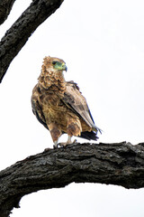 Juvenile bateleur (Terathopius ecaudatus) in Kruger National Park in South Africa