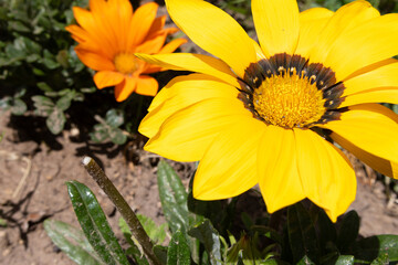 Beautiful yellow flower similar to a fully opened sunflower