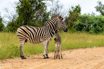 zebra  with foal (Equus burchelli) in the Kruger National Park in South Africa