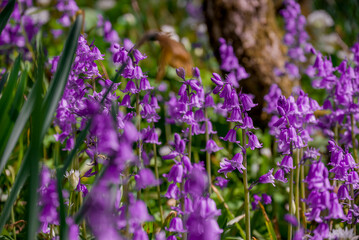 Beautiful spring flowers growing in garden