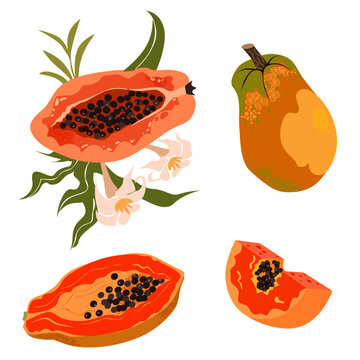 illustration of fresh papaya or pawpaw fruit.