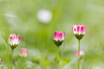 meadow with pink Bellis perennis, meadow full of daisy flowers, pink daisies, blossom of daisies, beautiful meadow with white pink blossoms
