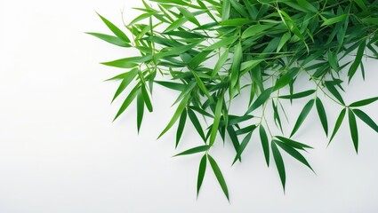 Obraz premium White background featuring bamboo leaves