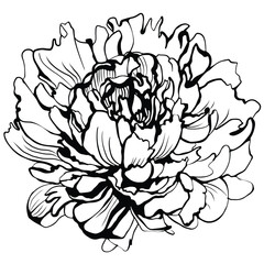 Minimalistic line art illustration of a peony flower, featuring delicate, hand-drawn outlines in a modern botanical style. Perfect for elegant wedding invitations, logos, packaging, tattoos, posters