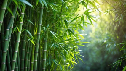 Growing bamboo plants and the numerous benefits they offer