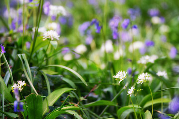 abstract of bluebells and wild garlic 