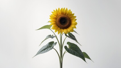 Fototapeta premium Yellow sunflower flower featuring stem and leaves on a white background