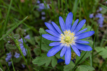 Close-up of a vibrant blue wildflower with yellow stamens blooming in a meadow. The delicate petals and fresh green background create a peaceful springtime scene.