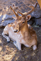 Fallow Deer - Dama dama goes among the trees. Wild photo of nature