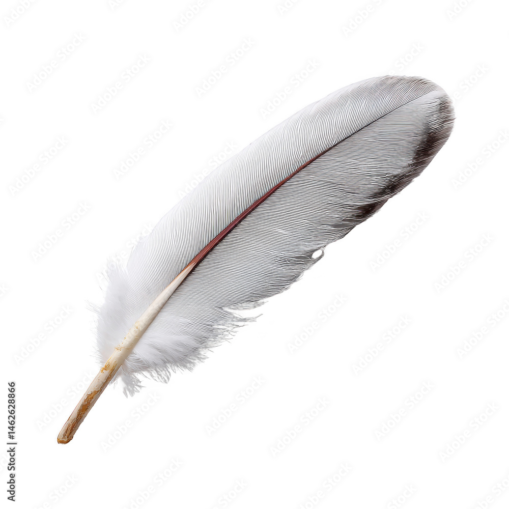 Poster single white feather with touch of black at tip, isolated on transparency background, symbolizing li