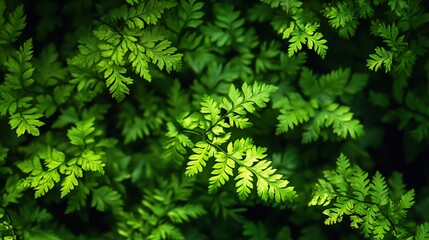 Fototapeta premium Closeup of Lush Green Fern Leaves