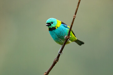The green-headed tanager (Tangara seledon) is a brightly colored bird found in the Atlantic forest in south-eastern Brazil, far eastern Paraguay, and far north-eastern Argentina (Misiones only). 