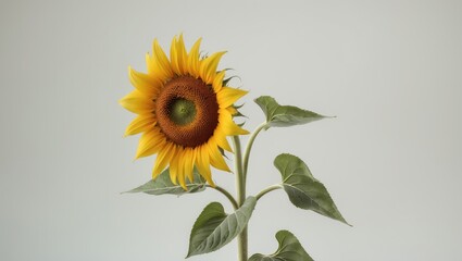 Obraz premium Blooming sunflower with vibrant yellow petals, standing on a green stem with leaves, isolated on white, depicting agricultural concepts