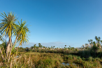 Fototapeta premium Natures vegetation in wetland