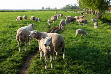 Fototapeta premium Sheep grazing on a green field at a farm on a sunny day.