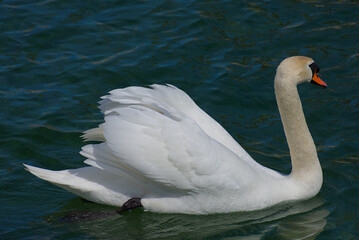 A graceful white swan glides effortlessly across tranquil blue-green waters, its pristine feathers contrasting beautifully against the serene lake. A timeless image of elegance and nature’s tranquilit