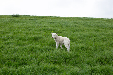 Obraz premium cute little lamb on fresh spring green meadow during sunrise
