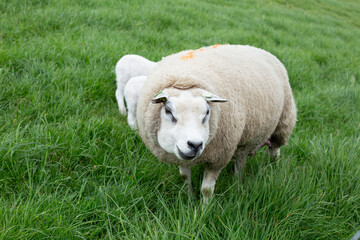 One sheep is staring directly at the camera, while behind it, little lambs frolic in the field