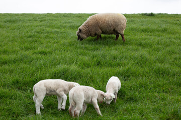 A mother sheep and her three twin lambs in Springtime