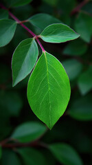 A vibrant green leaf with detailed veins hangs gracefully from a reddish branch against a softly blurred background of lush foliage, showcasing nature's beauty.