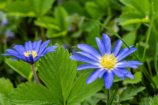 Two vibrant blue wildflowers with yellow stamens blooming among green leaves in a meadow. Fresh spring atmosphere and close-up macro details of petals. - Powered by Adobe