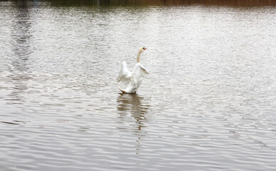 White swan flapping wings on calm lake water surface in natural setting