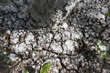 Tree trunk base covered with white protective substance limes on cracked dry soil, close up