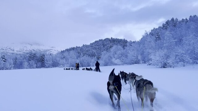 husky sledding excursion
