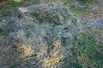 Pile of hay scattered on green grassy field under natural sunlight outdoors