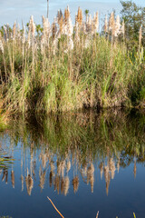 Natures vegetation in wetland