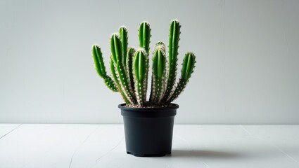Cactus in a miniature pot on simple background