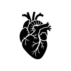 Anatomical Heart Diagram: A detailed black silhouette of a human heart, a symbol of life, love, and health, ready to be incorporated into medical or conceptual designs.