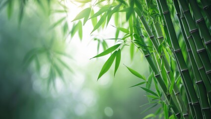 Natural green leaf bamboo in garden environment used as cover page background for ecology or greenery themes