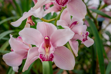 Spring flowers on natural background