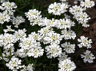 Iberis with white flowers grows in a flower bed