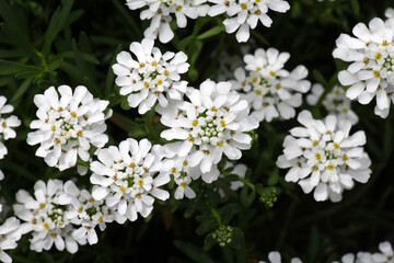Iberis with white flowers grows in a flower bed
