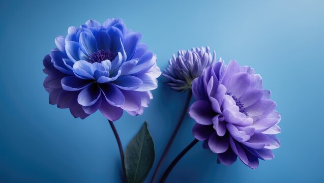 Arrangement of blue flowers on a vibrant blue backdrop