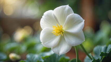 Obraz premium Blooming white Begonia flower captured up close in a garden, highlighting natural outdoor lighting