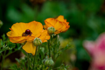 Fototapeta premium Spring flowers on natural background